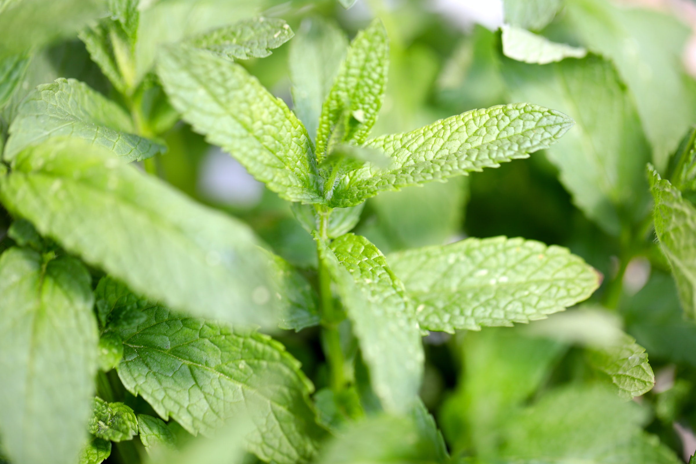 Mint Leaves